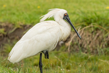 Royal Spoonbill in Australasia