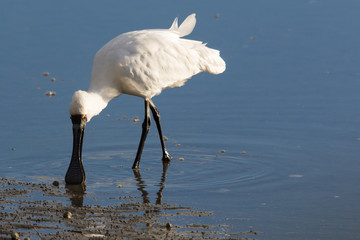 Royal Spoonbill in Australasia