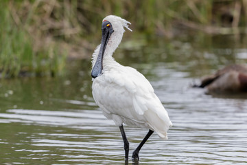 Royal Spoonbill in Australasia