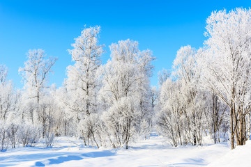 Winter white frozen trees landscape