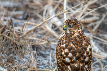 Immature Cooper's hawk