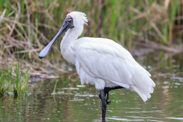 Royal Spoonbill in Australasia