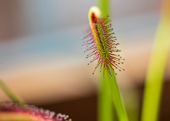 Close up of cape sundew