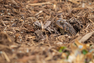 Toad peeking out of hole