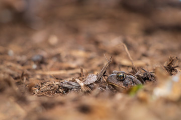 Toad hiding in mulch