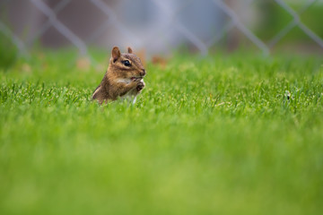 Chipmunk licking paws