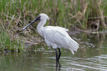 Royal Spoonbill in Australasia