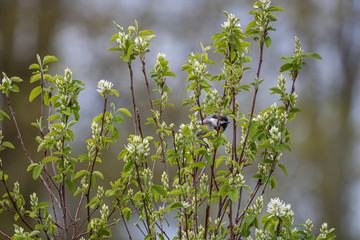 Black-capped chickadee in serviceberry tree