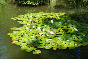 睡蓮