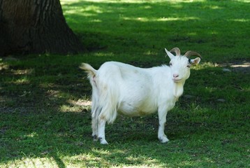 Obraz premium ヤギ