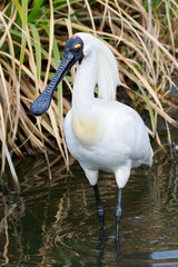 Royal Spoonbill in Australasia