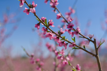 Beautiful pink peach flowers petals and trees blooming on a spring sunny day