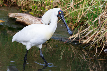 Royal Spoonbill in Australasia