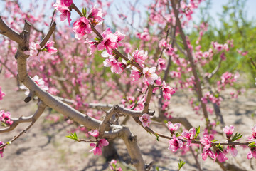 Beautiful pink peach flowers petals and trees blooming on a spring sunny day