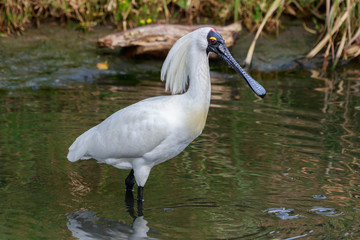 Royal Spoonbill in Australasia