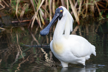 Royal Spoonbill in Australasia