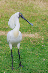 Royal Spoonbill in Australasia