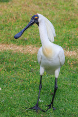 Royal Spoonbill in Australasia