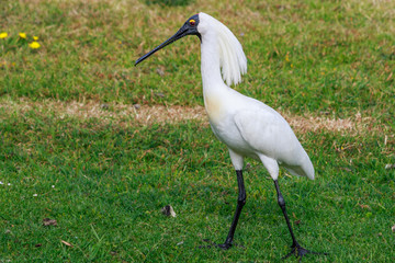 Royal Spoonbill in Australasia