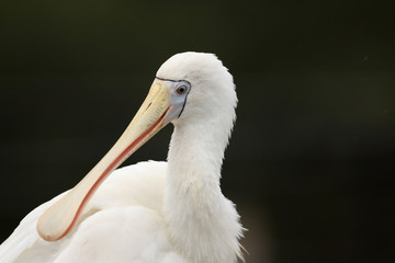 Yellow Billed Spoonbill in Australia