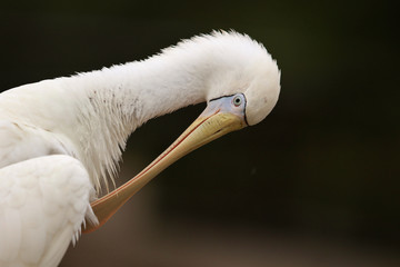 Yellow Billed Spoonbill in Australia