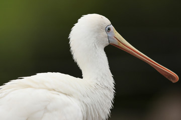 Obraz premium Yellow Billed Spoonbill in Australia