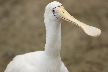Yellow Billed Spoonbill in Australia