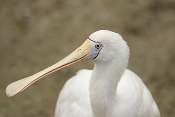 Yellow Billed Spoonbill in Australia