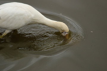 Yellow Billed Spoonbill in Australia