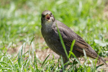 Obraz premium European Starling in Australasia