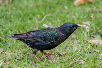 European Starling in Australasia