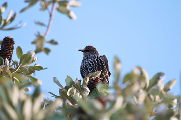 European Starling in Australasia