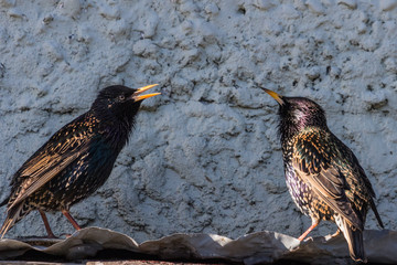 European Starling in Australasia