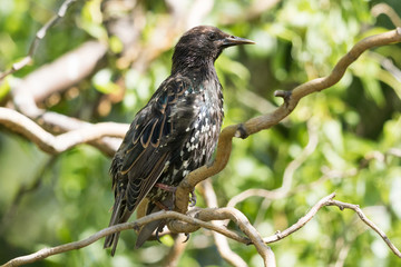 European Starling in Australasia