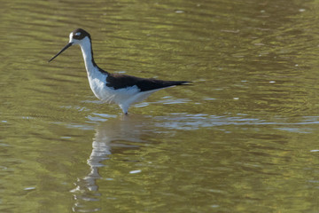 Obraz premium Black Necked Stilt in Texas USA