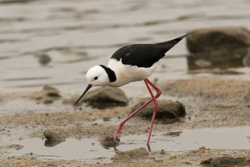 Pied Stilt in Australasia