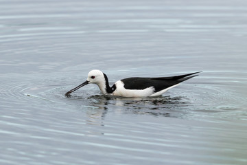 Pied Stilt in Australasia