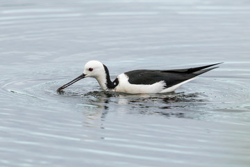 Pied Stilt in Australasia