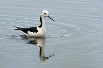 Pied Stilt in Australasia
