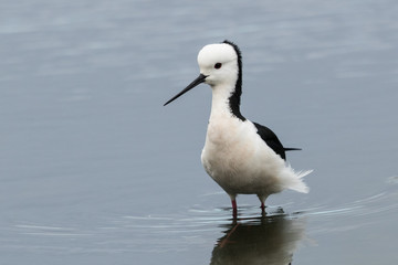 Pied Stilt in Australasia