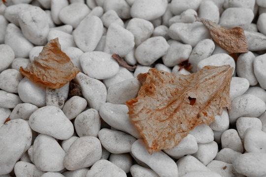 Orange nature