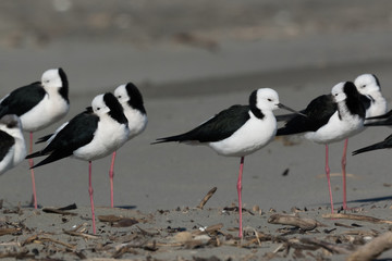 Pied Stilt in Australasia