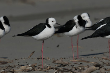 Pied Stilt in Australasia