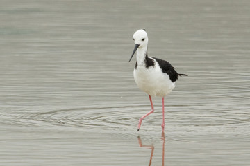 Pied Stilt in Australasia