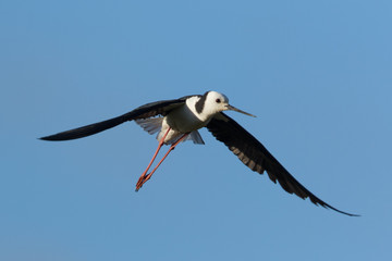 Pied Stilt in Australasia