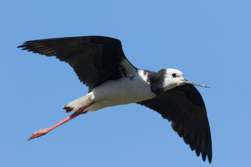 Pied Stilt in Australasia