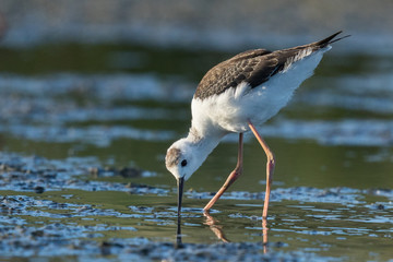 Pied Stilt in Australasia