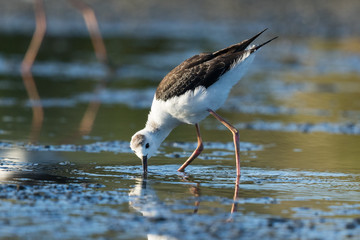 Pied Stilt in Australasia