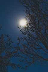 full moon shining bright over bare tree branches in the darkeness