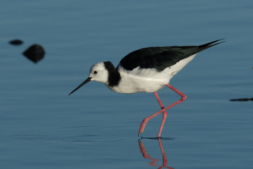 Pied Stilt in Australasia